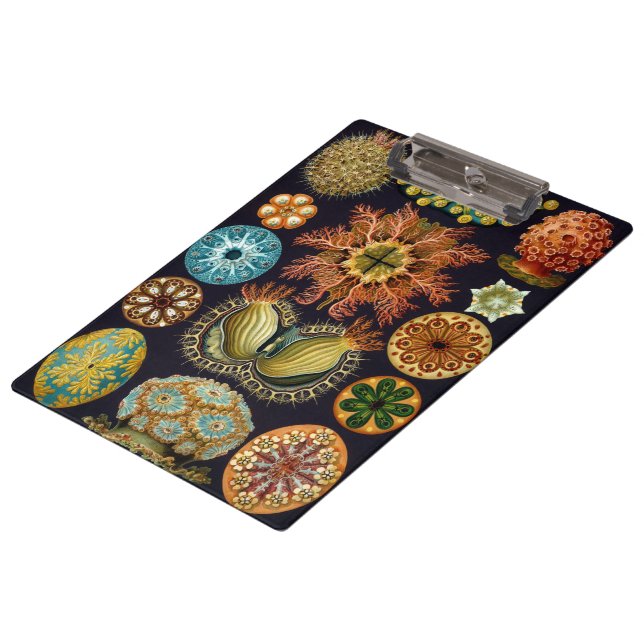 Ascidiae von Ernst Haeckel, Vintage Meerestiere Klemmbrett (Schrägansicht)