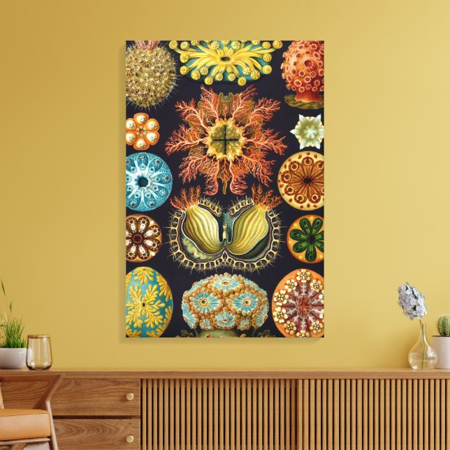 Ascidiae von Ernst Haeckel, Vintage Meerestiere Leinwanddruck (Insitu (Wohnzimmer))