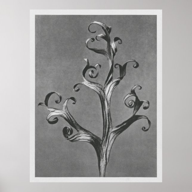Asclepias Syriaca (Common Milkweed) vergrößert 18  Poster (Vorne)