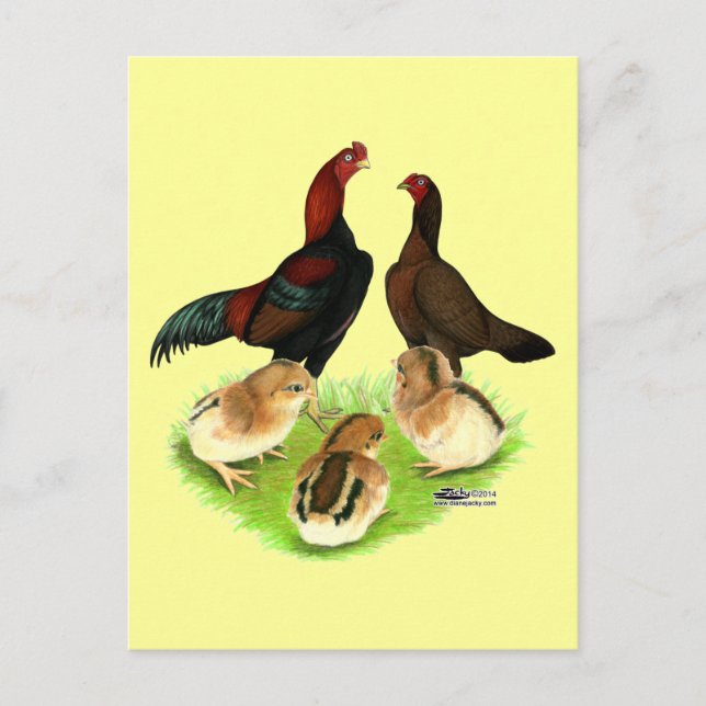 Aseel Black Red Chicken Family Postkarte (Vorderseite)