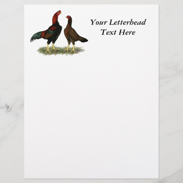 Aseel Black Red Chickens (Vorderseite)