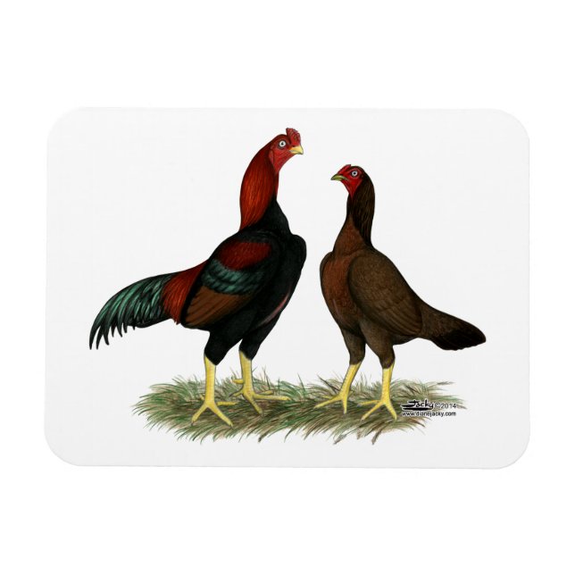 Aseel Black Red Chickens Magnet (Horizontal)