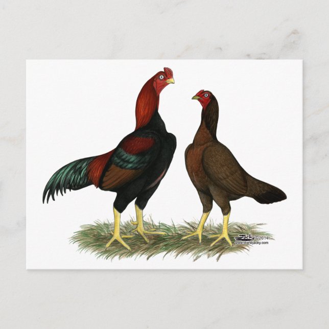 Aseel Black Red Chickens Postkarte (Vorderseite)