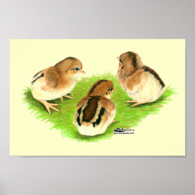 Aseel Black Red Chicks Poster (Vorne)