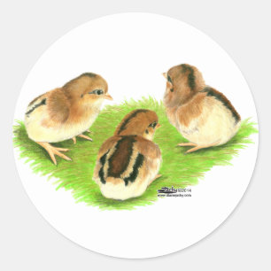 Aseel Black Red Chicks Runder Aufkleber