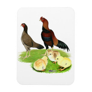 Aseel-Weizen-Hühnerfamilie Magnet
