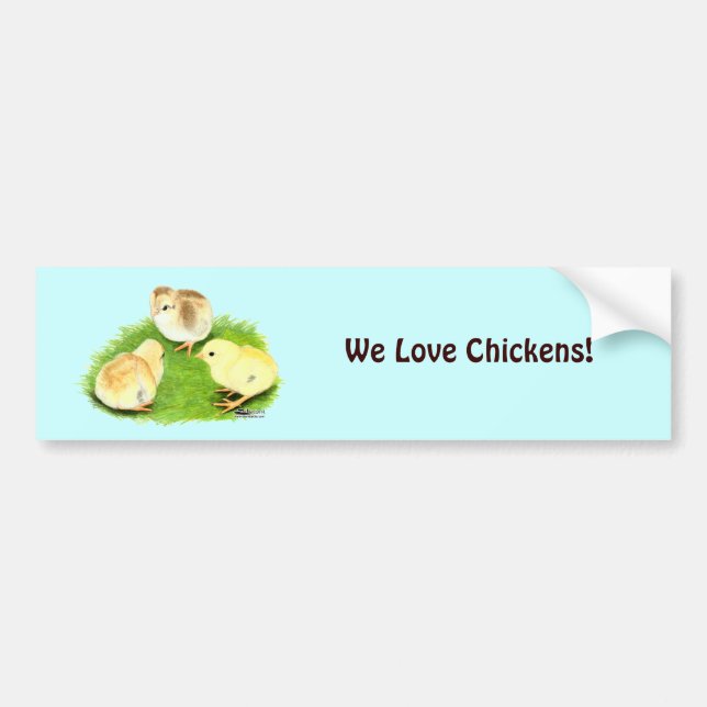Aseel Wheaten Chicks Autoaufkleber (Vorne)