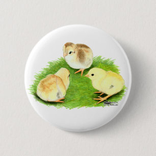 Aseel Wheaten Chicks Button