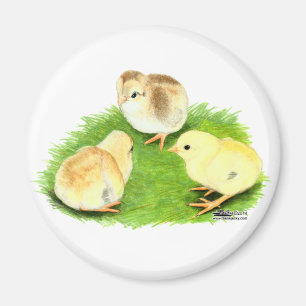 Aseel Wheaten Chicks Magnet