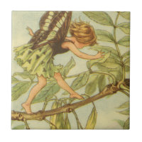 Ash Tree Fairy Walking auf Zweig