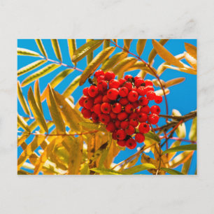Ashberry Postkarte