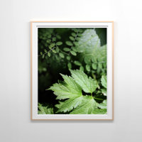Ashland Ferns in der Waldfotografie