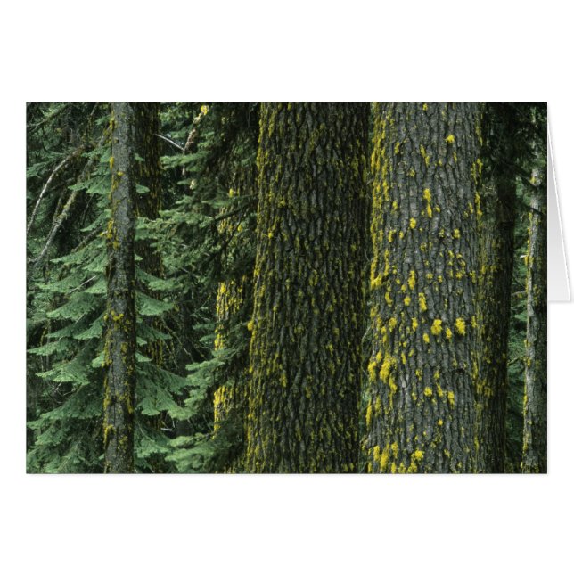 Ashland, Rogue RIver National Forest, (Vorderseite (Horizontal))