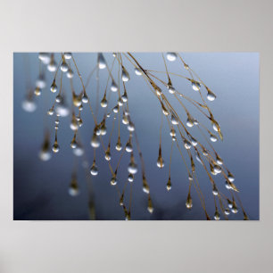 Asia, China Huansan, Dewdrops Poster