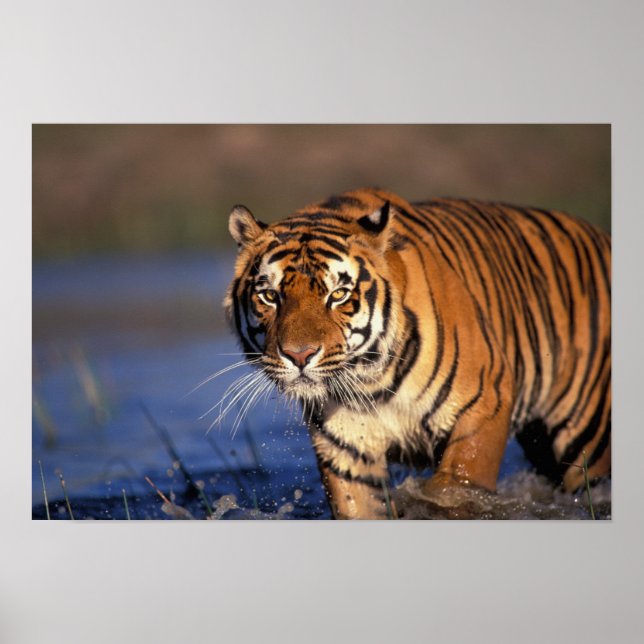 ASIA, India, Bengal Tiger Panthera tigris) Poster (Vorne)