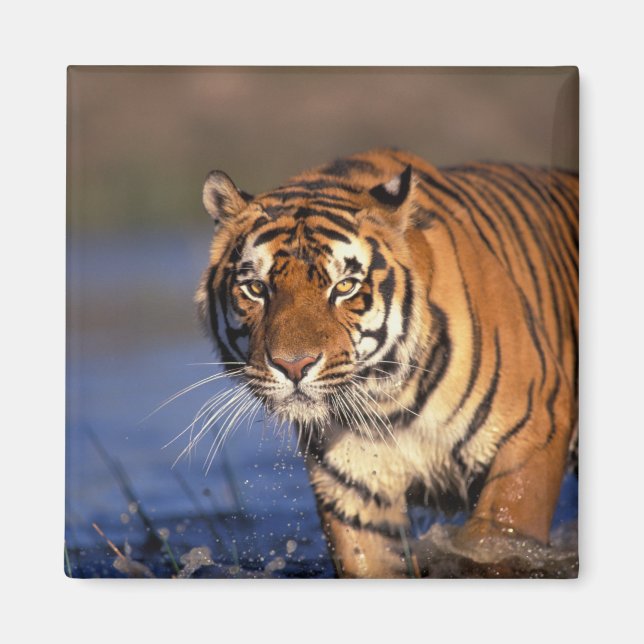 ASIA, Indien, Bengalisch Tiger Panthera tigris) Magnet (Vorne)