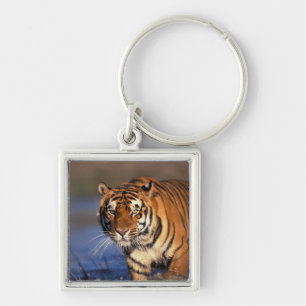 ASIA, Indien, Bengalisch Tiger Panthera tigris) Schlüsselanhänger