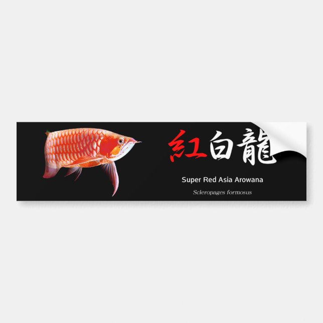 Asian Arowanaのバンパーステッカー,No.01 Autoaufkleber (Vorne)