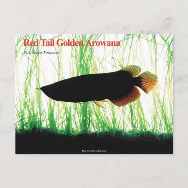 Asian Arowana Postkarte (Vorderseite)