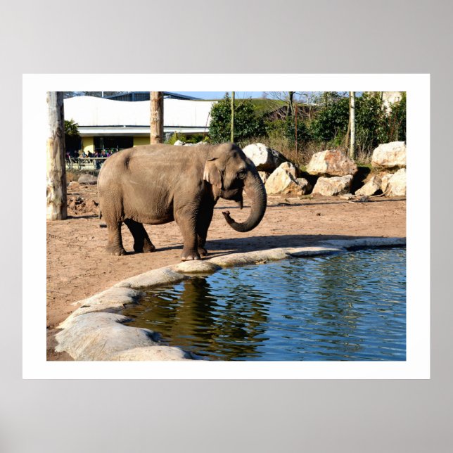 Asian elephant poster (Vorne)