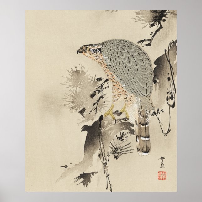Asian Goshawk - 1890 Poster (Vorne)