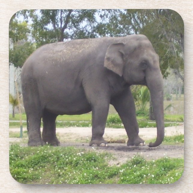Asian Gray Elephant Untersetzer (Vorderseite)