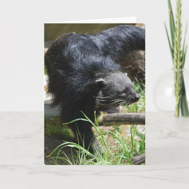 Asiatische Bearcat-Gruß-Karte Karte (Vorderseite)