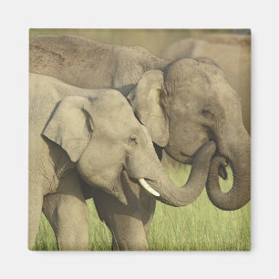 Asiatische Elefanten Magnet