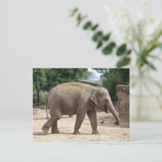 Asiatische Elefanten wandern auf der Sand-Postkart Postkarte
