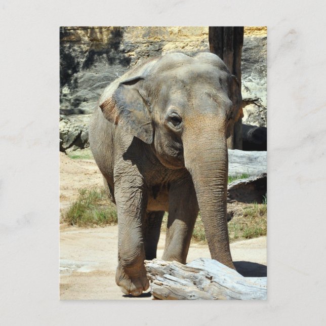 Asiatische Elefantenfotografie Postkarte (Vorderseite)
