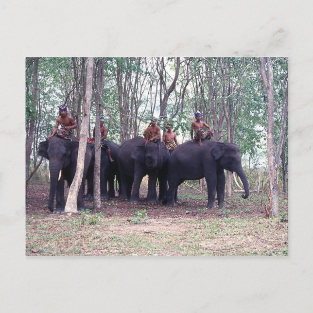 Asiatische Elefantenpostkarte Postkarte (Vorderseite)