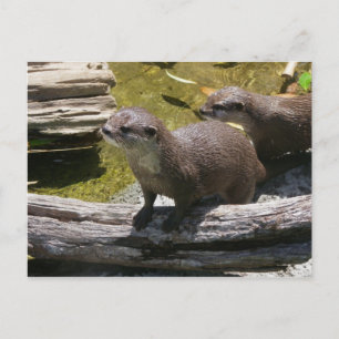 Asiatische Kleingezäunt-Otters Postkarte