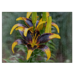Asiatische Lilie aus schwarzem Hybrid, botanisch a Schneidebrett