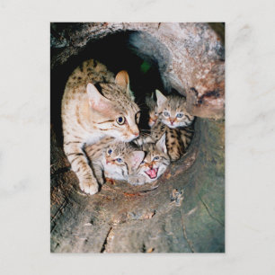 Asiatische Wildkatze Postkarte