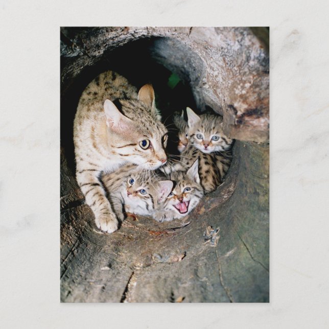 Asiatische Wildkatze Postkarte (Vorderseite)