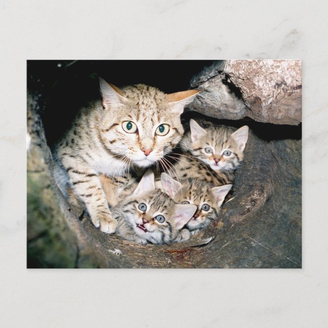Asiatische Wildkatze Postkarte (Vorderseite)
