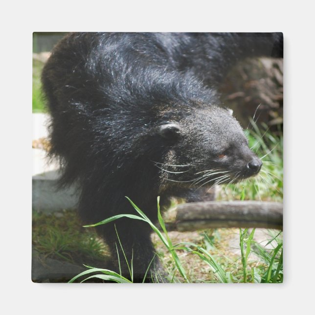 Asiatischer Barkatze Magnet (Vorne)