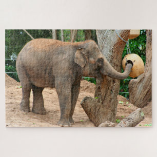 Asiatischer Elefant, der Leckereien im Zoo findet