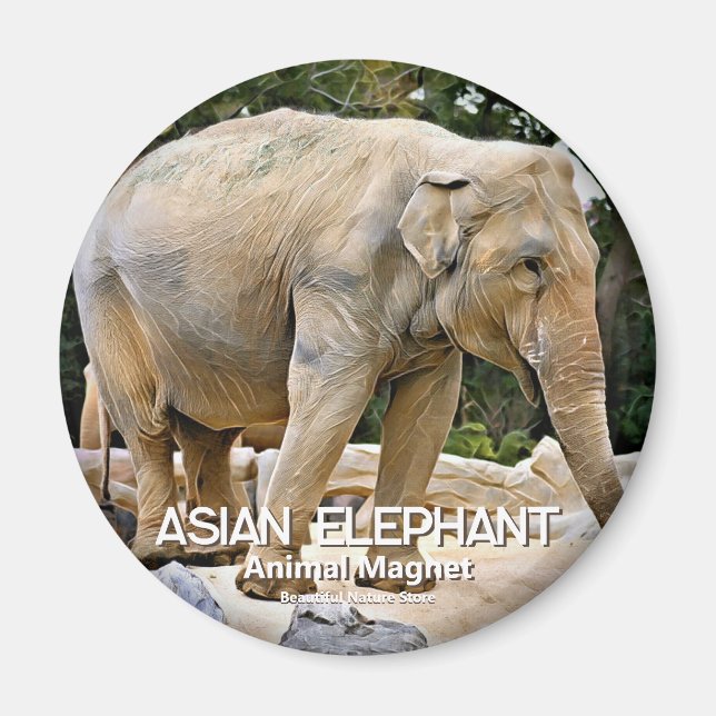 Asiatischer Elefant Magnet (Vorne)