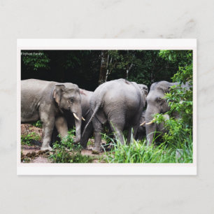 Asiatischer Elefant Postkarte