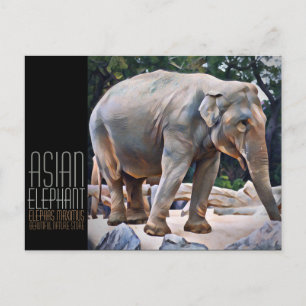 Asiatischer Elefant [Postkarte] Postkarte