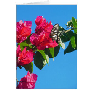 Asiatischer Frack-Schmetterling