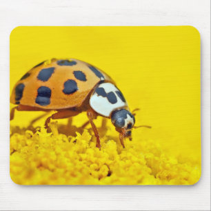 Asiatischer Herdbug, Insekt, Blume Mousepad