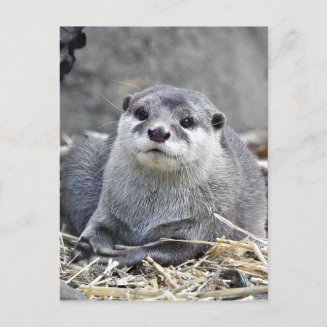 Asiatischer Kleine Otter Postkarte (Vorderseite)