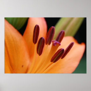 Asiatisches Orange Lily Poster