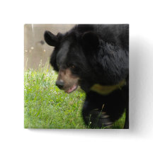 Asiatisches schwarzer Bärn-Button