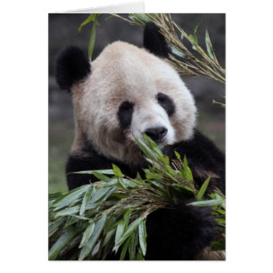 Asie, Chine Chongqing. Panda géant