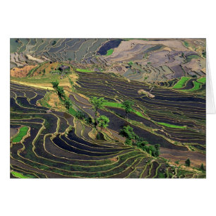 Asie, Chine, Yunnan, Honghe. Terrasses de riz à pr
