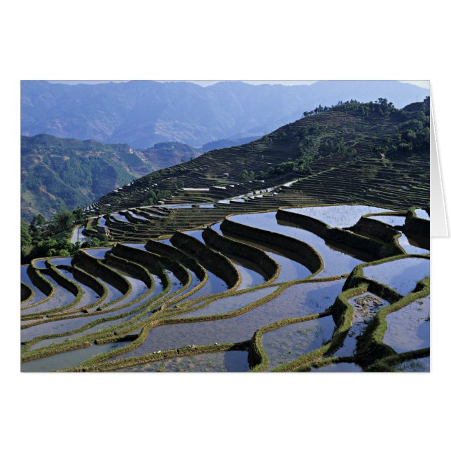 Asie, Chine, Yunnan, Yuanyang. Robuste (Devant horizontal)