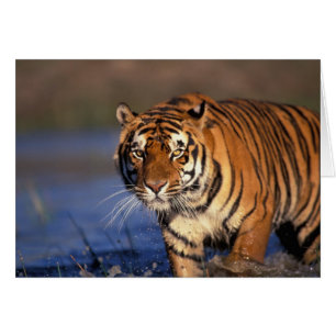 ASIE, Inde, Bengale Tiger Panthera tigris)